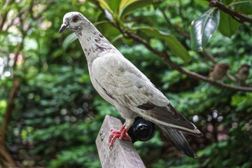 New York, New York: A rock pigeon (Columba livia) in a park in midtown Manhattan, New York City. Feral pigeons vary greatly in color and pattern.