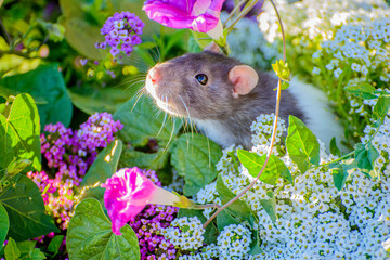 country pig in the garden