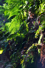 Kokorin Castle from the first half 14th century and its surroundings. Gothic castle is located in the Village Kokorin, Protected landscape area, in the Central Bohemian Region, Czech Republic