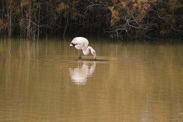 White flamingo catching a fish in a brown lake
