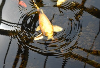 fish in a pond
