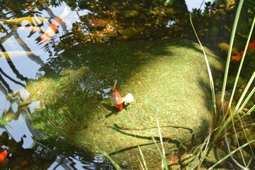 Koi fish in water