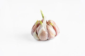 Sprouted head of garlic on white background.