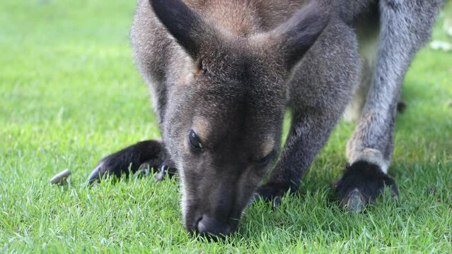 A red-necked wallaby - Notamacropus rufogriseus on a green meadow