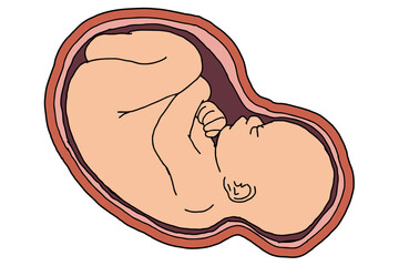 Baby Fetus Vector