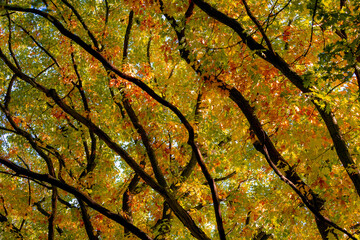 Autumn season with uprisen angle of colourful leaves the tree in the forest, Branches of tree with green, yellow and orange leaf under blue sky as backdrop, Nature pattern background.