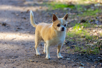 Selective focus of a young white cream chihuahua standing on the field, Adorable house friendly pet, Walking the dog outdoor in the park with green grass meadow.