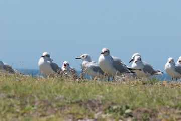 Gaviotas en acantilado