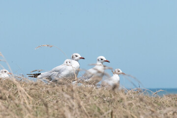 Gaviotas en acantilado