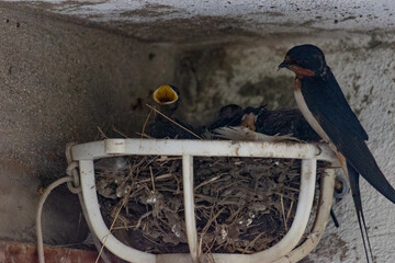 Aves en nido improvisado