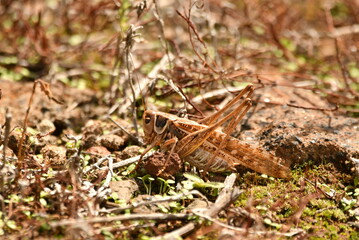 SALTAMONTES