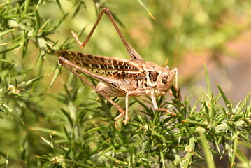 SALTAMONTES
