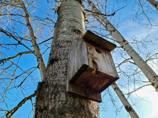 Bird house on tree with blue sky background