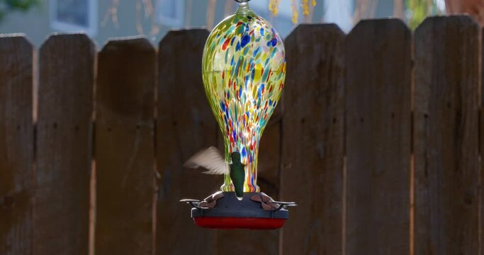 Slow motion of hummingbird flying to feeder to get a drink of nectar 