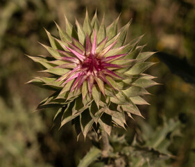 Floral. Top view of Cirsium vulgare purple flowers blooming in the field. - Powered by Adobe