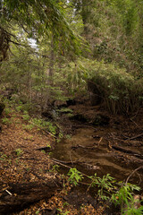 Naklejka na ściany i meble The stream flowing along the forest.