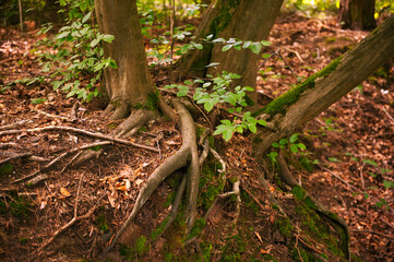 Green moss and fallen leaves covering ground near tree roots in forest