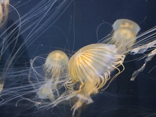Closeup of multiple real jelly fish in the aquarium