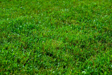 Beautiful lawn with green grass as background, closeup