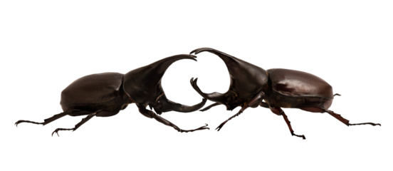 Dynastinae animals isolated on transparent background.