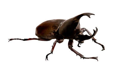 Dynastinae animal isolated on transparent background.