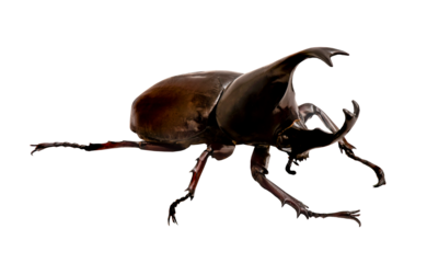 Dynastinae animal isolated on transparent background.