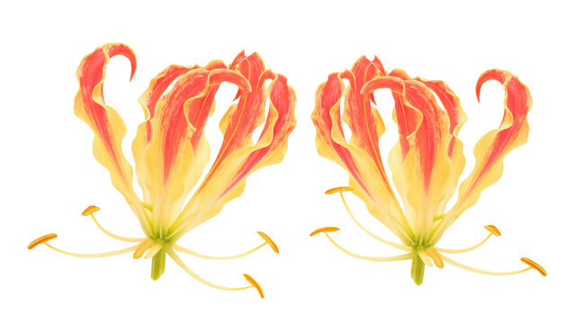 Climbing lily or gloriosa superba flower blooming.