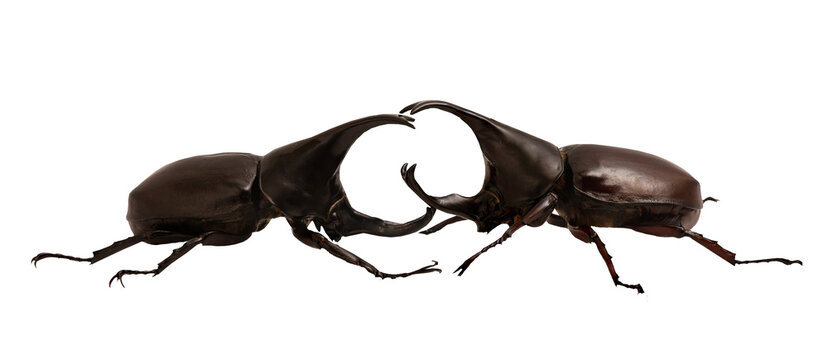 Dynastinae animals isolated on transparent background.