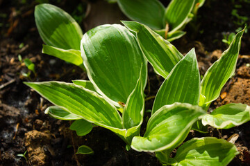 hosta in the garden