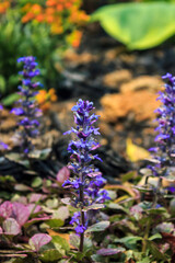 lavender ajuga flowers