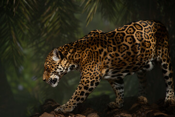 Jaguar (Panthera onca) walking on blurred background. 