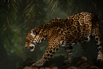 Jaguar (Panthera onca) walking on blurred background.  © Waldemar Seehagen