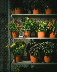 Fototapeta na wymiar Plants for sale in Prospect Heights, Brooklyn, New York