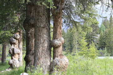 Une loupe sur le tronc d'un arbre