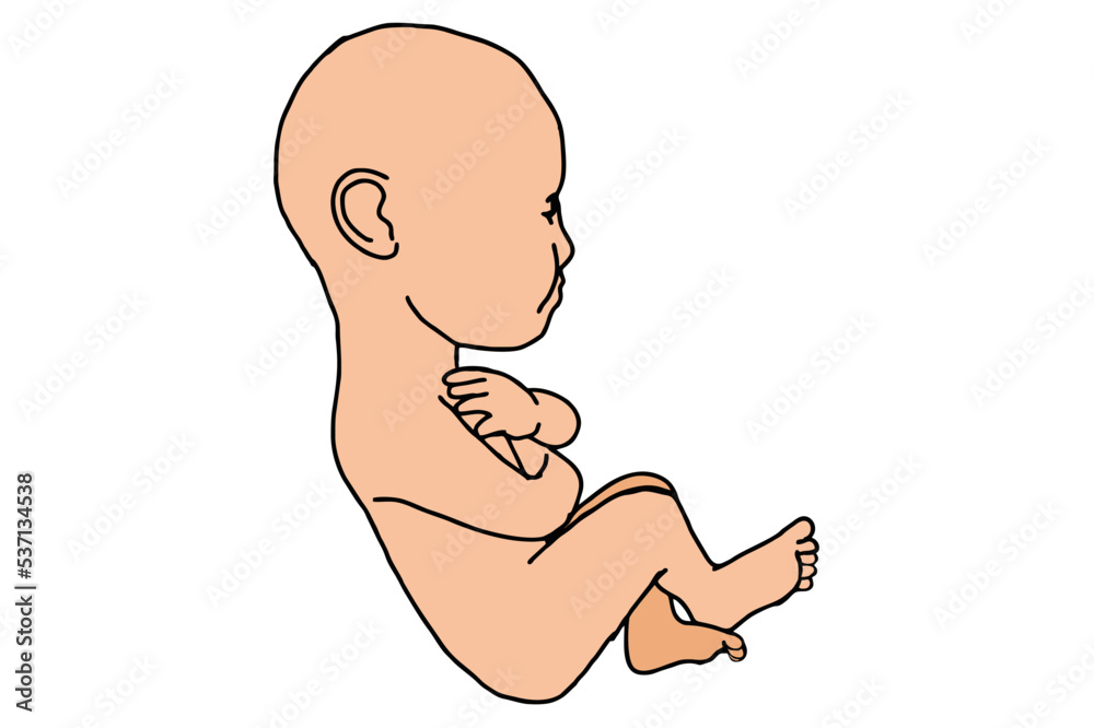 Wall mural Baby Fetus Vector