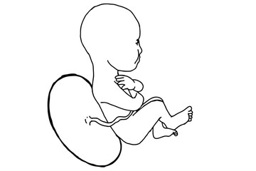 Baby Fetus Vector