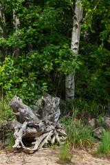 Fototapeta na wymiar tree stump in the forest