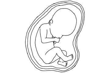 Baby Fetus Vector