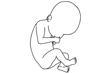 Baby Fetus Vector