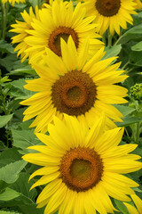 three Sunflower in a field