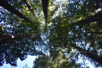 trees and sky