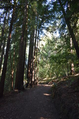 path in the woods