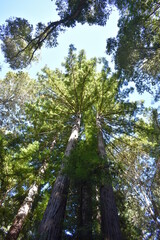 trees in the forest