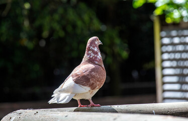 Brown and White Pigeon (Columbiformes)