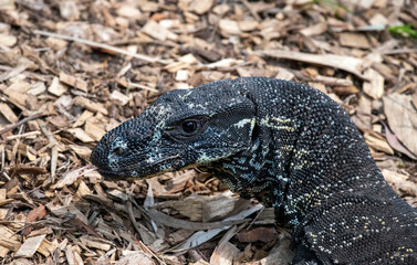 Common Goanna or Lace monitors (Varanus varius)