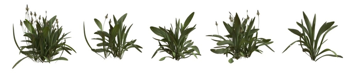 Set of weeds bushes isolated. Ribwort plantain. Plantago lanceolata. 3D illustration - obrazy, fototapety, plakaty