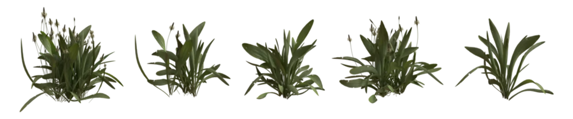 Fotobehang Set of weeds bushes isolated. Ribwort plantain. Plantago lanceolata. 3D illustration © Sasha Strekoza