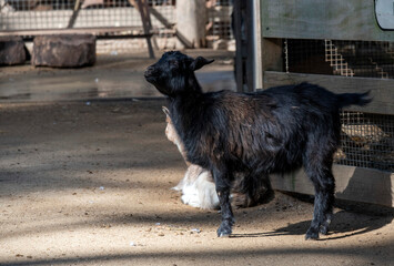 Naklejka na ściany i meble Domestic goat (Capra hircus)