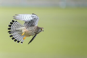 グリーンバックに餌を探して忙しく飛び回る繁殖期のチョウゲンボウ メス