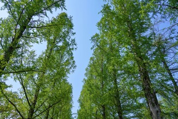 Obraz premium 青空バックに見上げる新緑のメタセコイヤ並木の情景